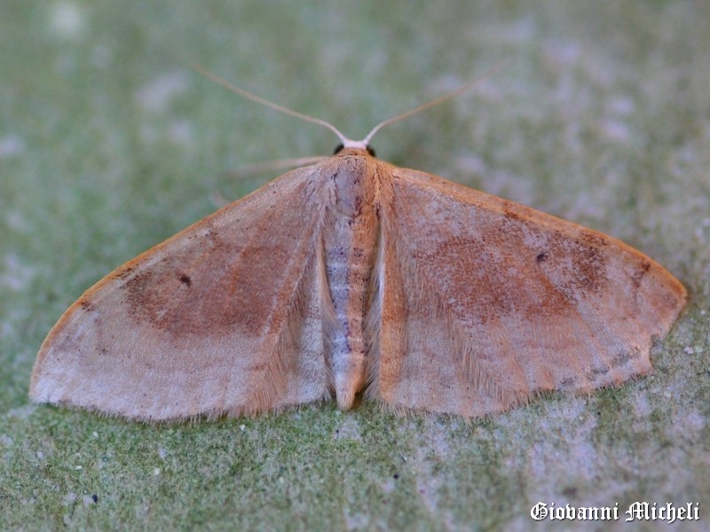 Idaea degeneraria